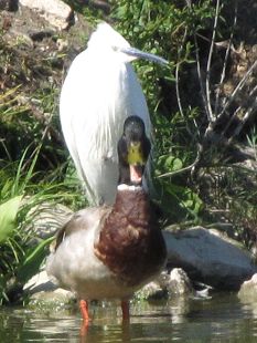 canard colvert et aigrette garzette